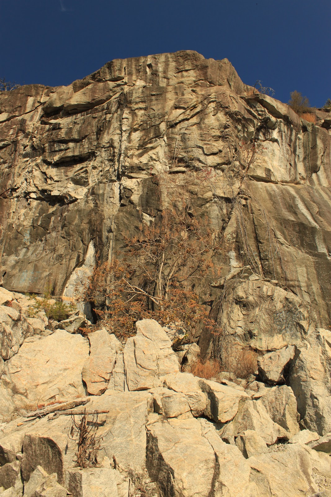 Til the Last Hemlock Dies Rocky Face Mountain Recreation Area