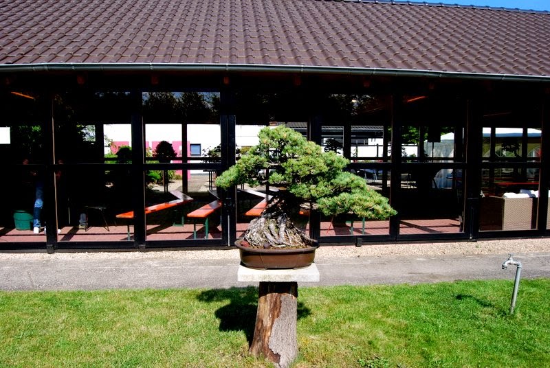 Jupp`s Bonsai Blog Frühlingsfest im Bonsaizentrum Heidelberg