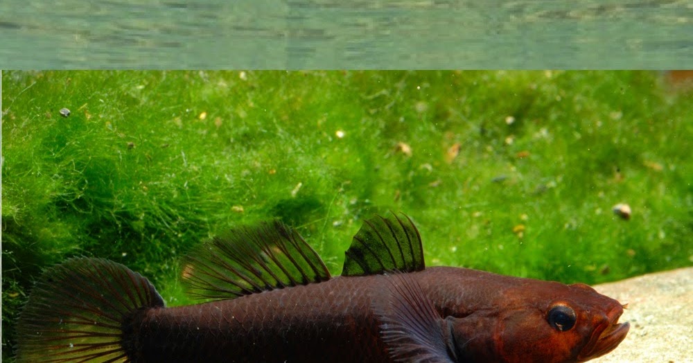 Species New to Science [Ichthyology • 2014] Mugilogobius hitam • A New
