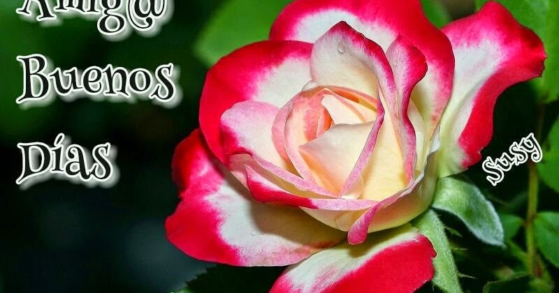 Mensaje de buenos dias feliz miércoles 🌹 imagenes bonitas Buenos días amigos y feliz miércoles | Imágenes y Postales de Amor
