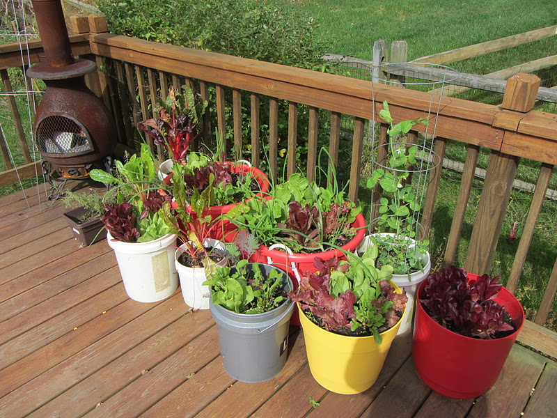 The Rusted Vegetable Garden