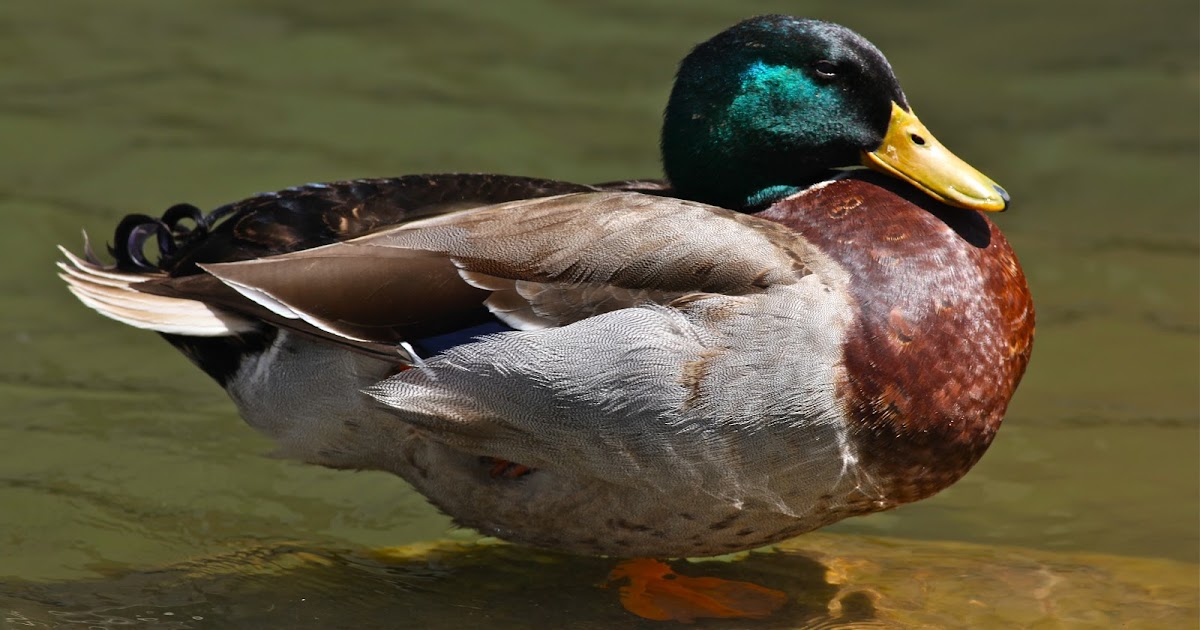 Synapse Science Magazine A Nation of Fat Ducks