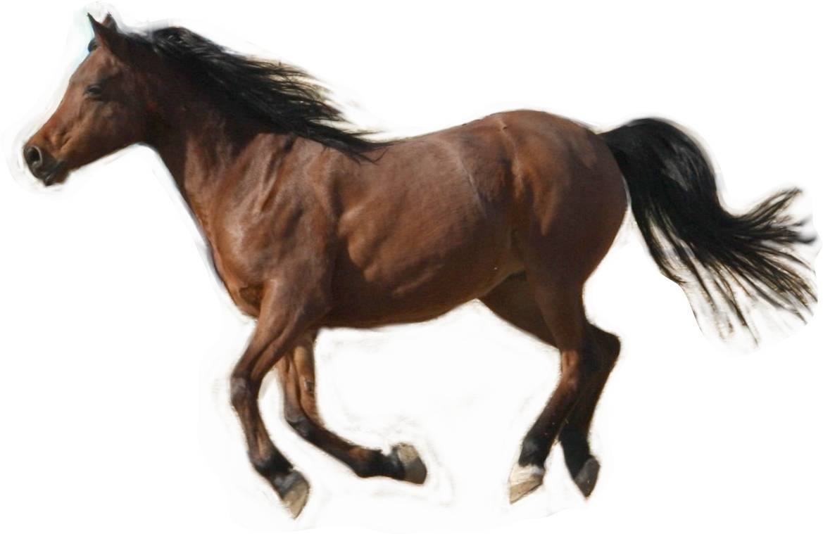 HORSE PIC horse pic: