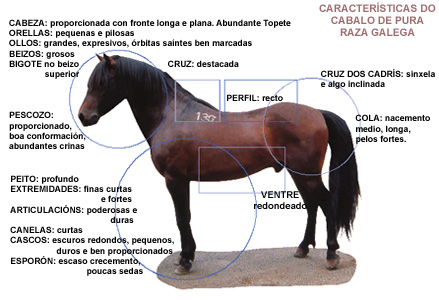 CARACTERÍSTICAS DO PRG