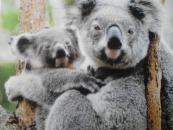 Koala Bears!!!!
