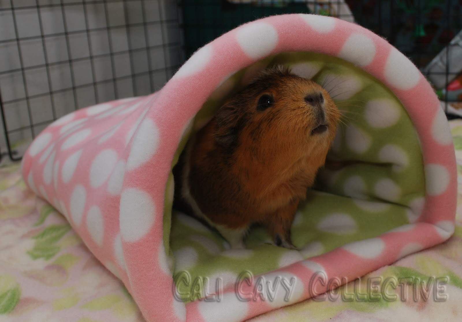 Cali Cavy Collective a blog about all things guinea pig Cozy Cave