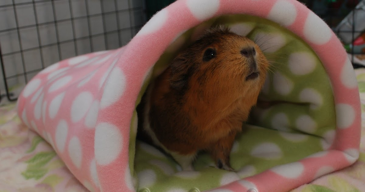 Cali Cavy Collective a blog about all things guinea pig Cozy Cave