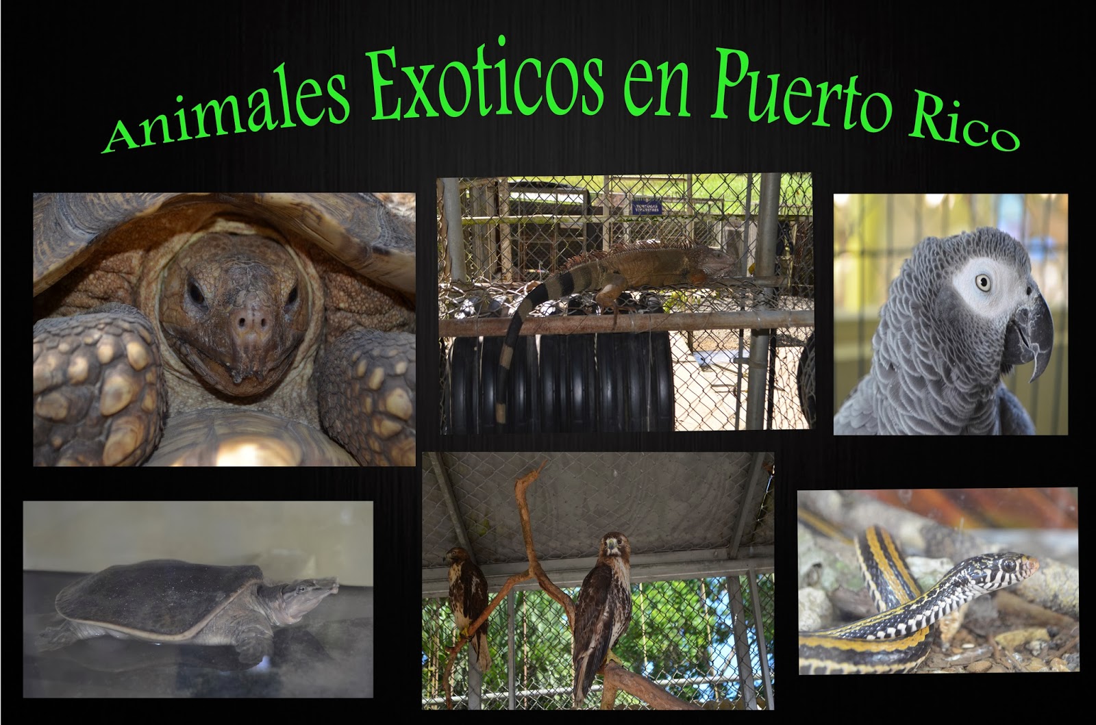 Mundum News: Puerto Rico, isla de especies exóticas