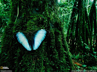 trees rainforest photos