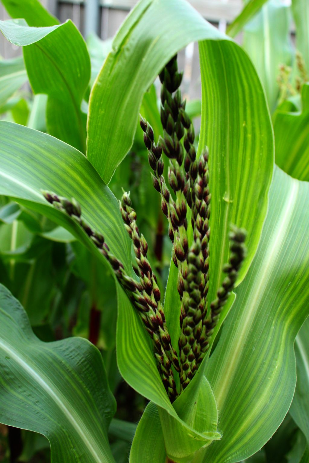 Easy Living the Hard Way Yellow Striped Corn Leaves