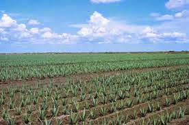 aloe-vera plantsjene ligger i USA, Mexico.