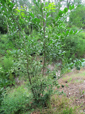 yuzu tree backyard tim summer