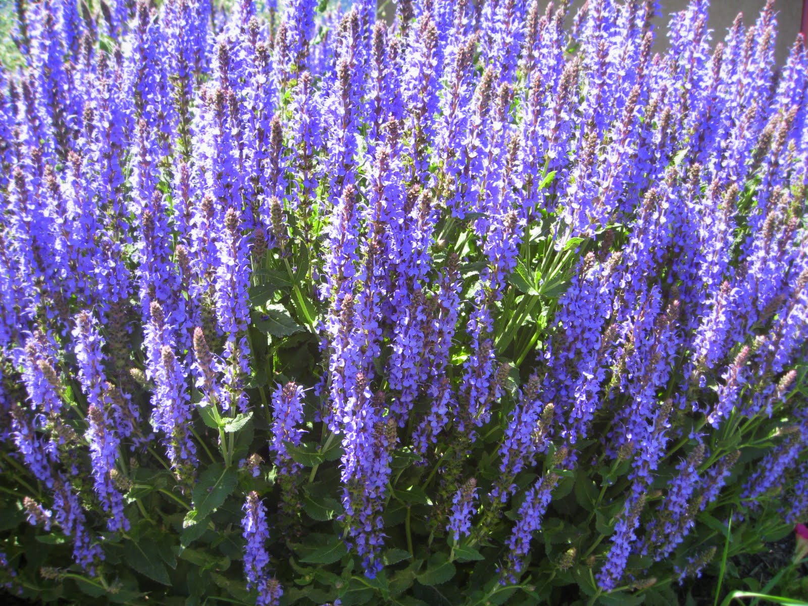 Simply Projects June Flowers in Full Bloom!