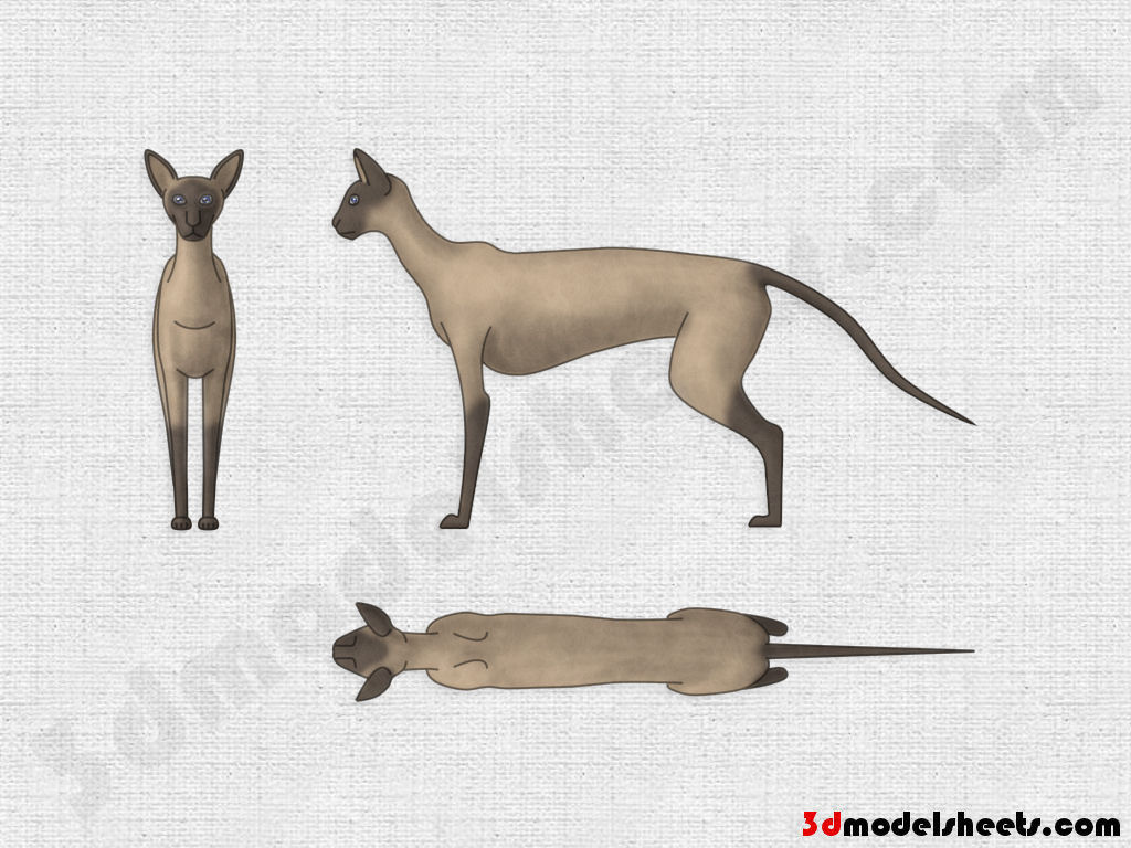 HIGH RESOLUTION TEXTURES Free Animal Blueprints &Model Sheets