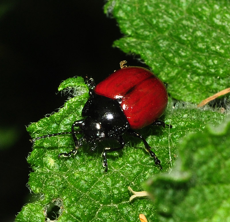 Mundo Natural Faluke Chrysolina (Melasomoptera) lucida