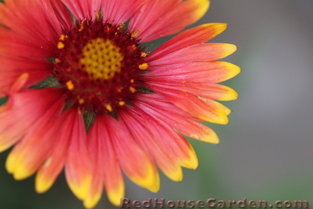 Red House Garden Problem with Blanket Flowers