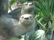 River Otters