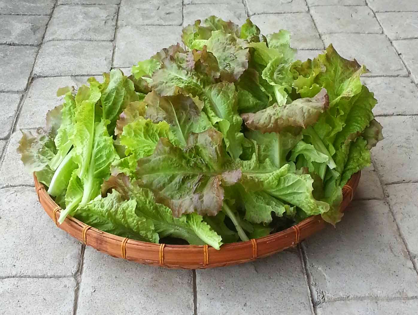 The Gardening Me End of Season Review Lettuce
