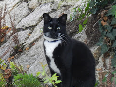 Le chat du voisin