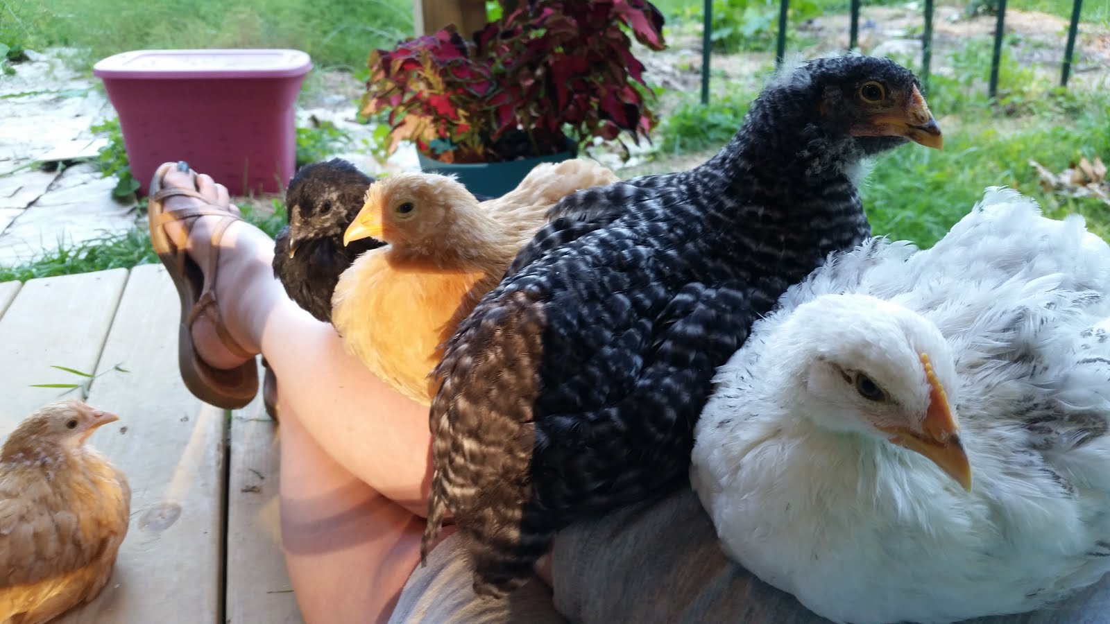 Just hanging out on the porch with the chicks.