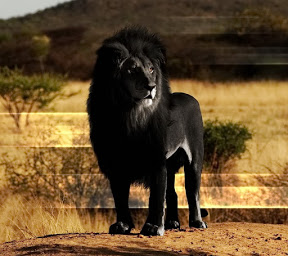 The Black Lion Is Coming!
