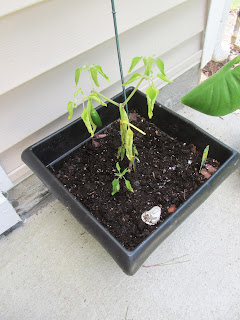 Gardening with Bobbins of Basil | bobbinsofbasil.blogspot.com