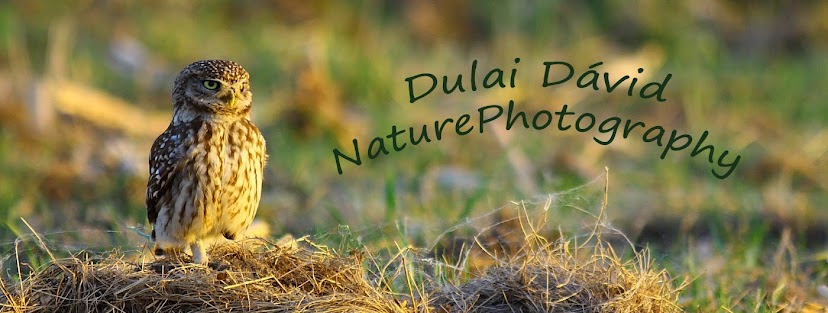 Dulai Dávid NaturePhotography