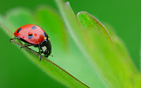 3d Ladybug Screensavers4
