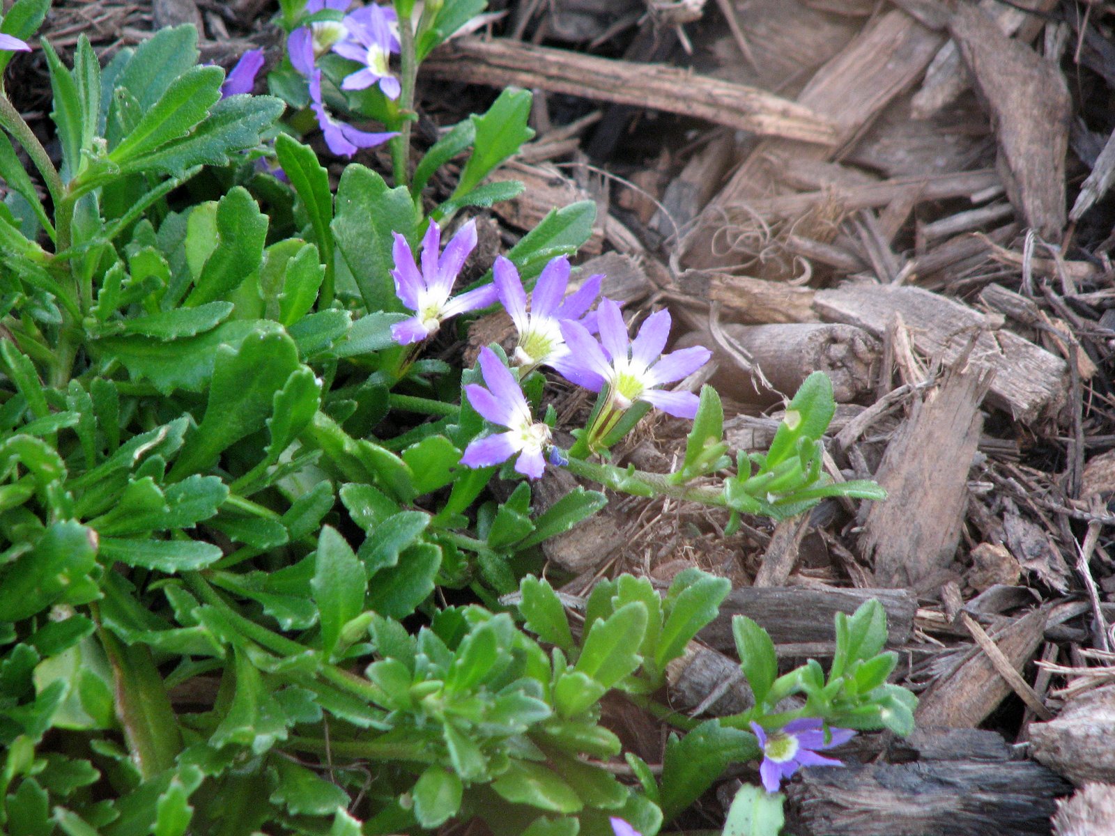 Native Plant Photography Scaevola 'Aussie Crawl' Flowers