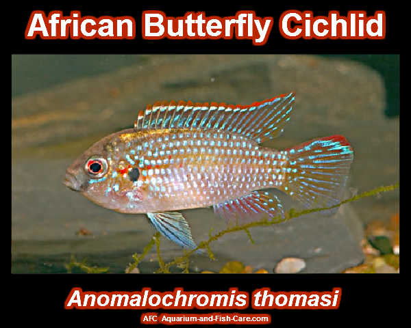 african butterfly fish care