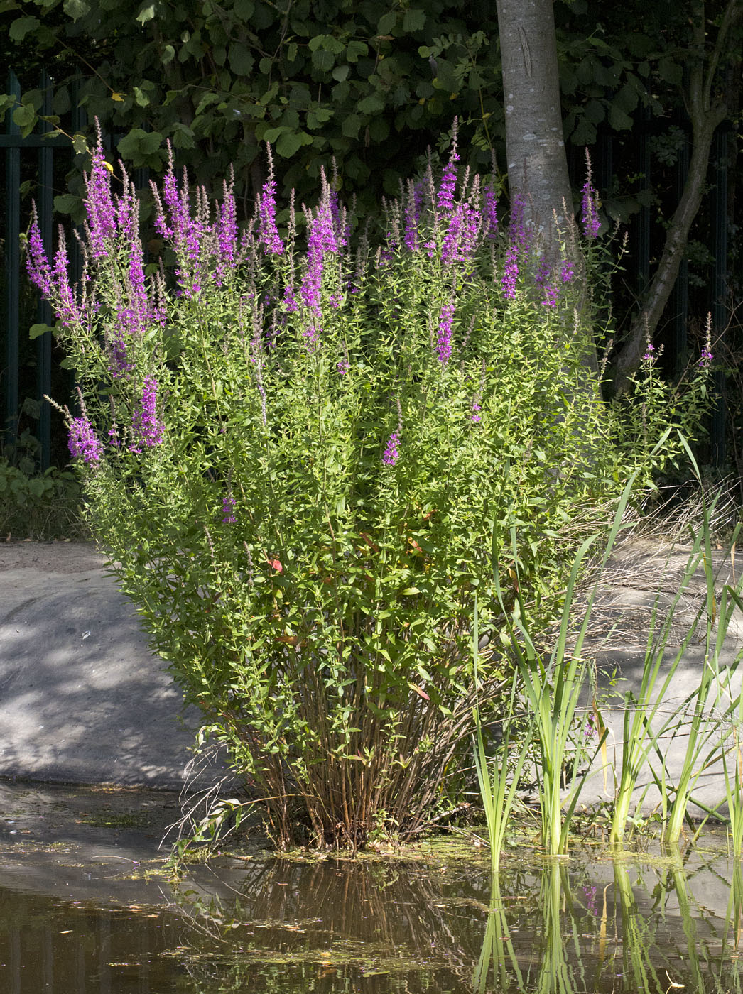 purple loosestrife plant purple loosestrife plant