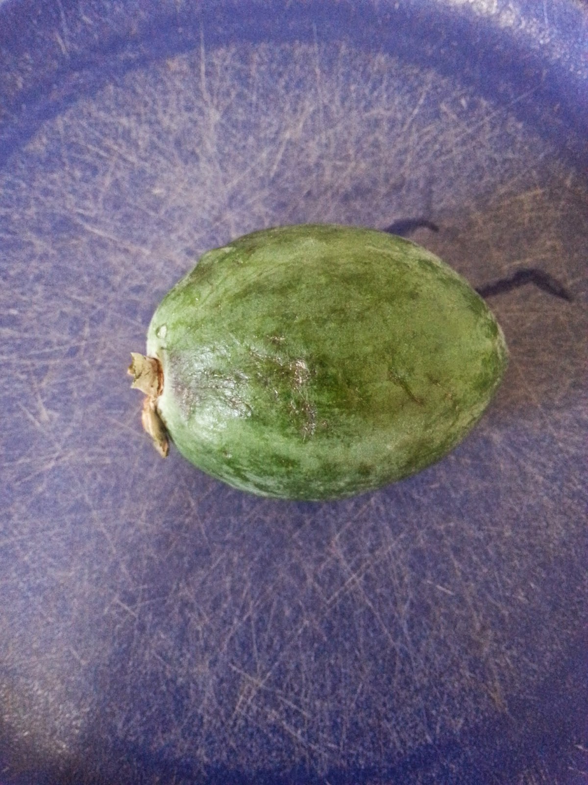 Cavy Savvy A Guinea Pig Blog Can Guinea Pigs Eat Feijoa?