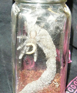 Poecilotheria regalis