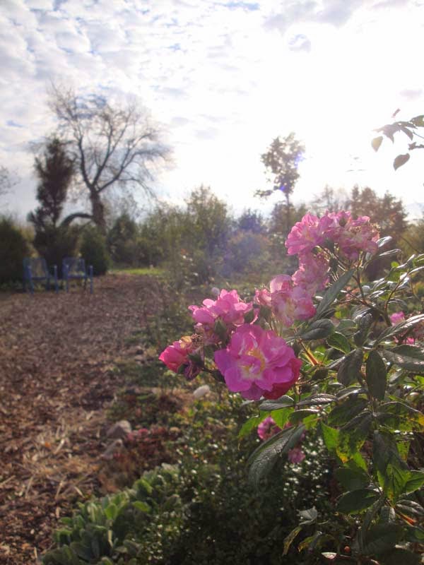 Prix Pour Plantes De Pepinieres Et Plantes Vivaces Pdf Free Download