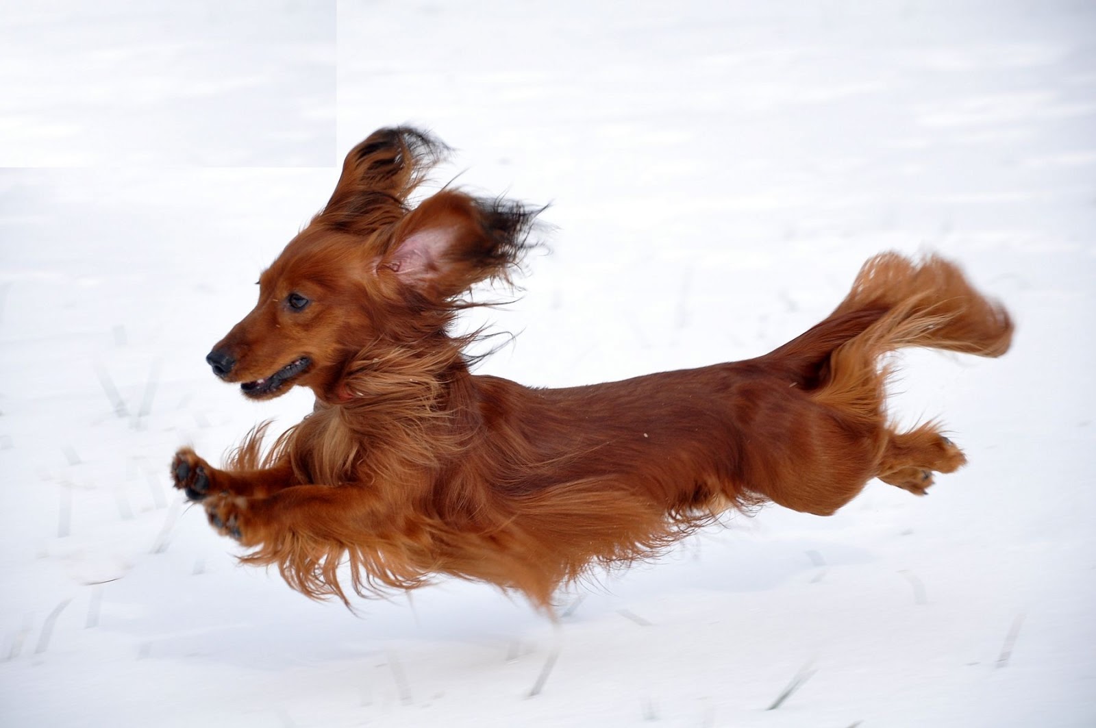 Dachshund Love Animals Dachshund