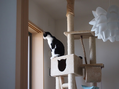 キャットタワー