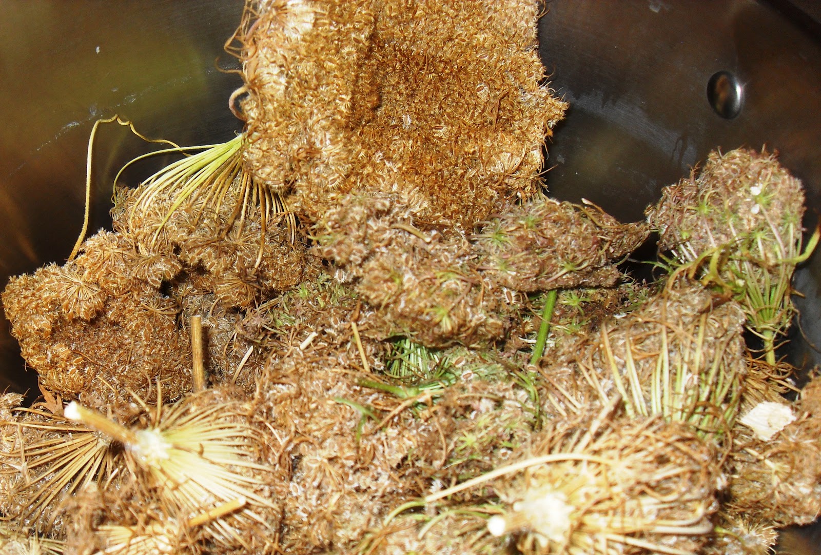 The Scientific Gardener Processing Carrot Seed