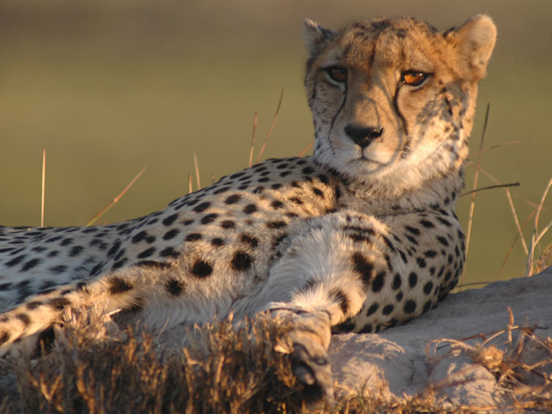 Gepards World of photography