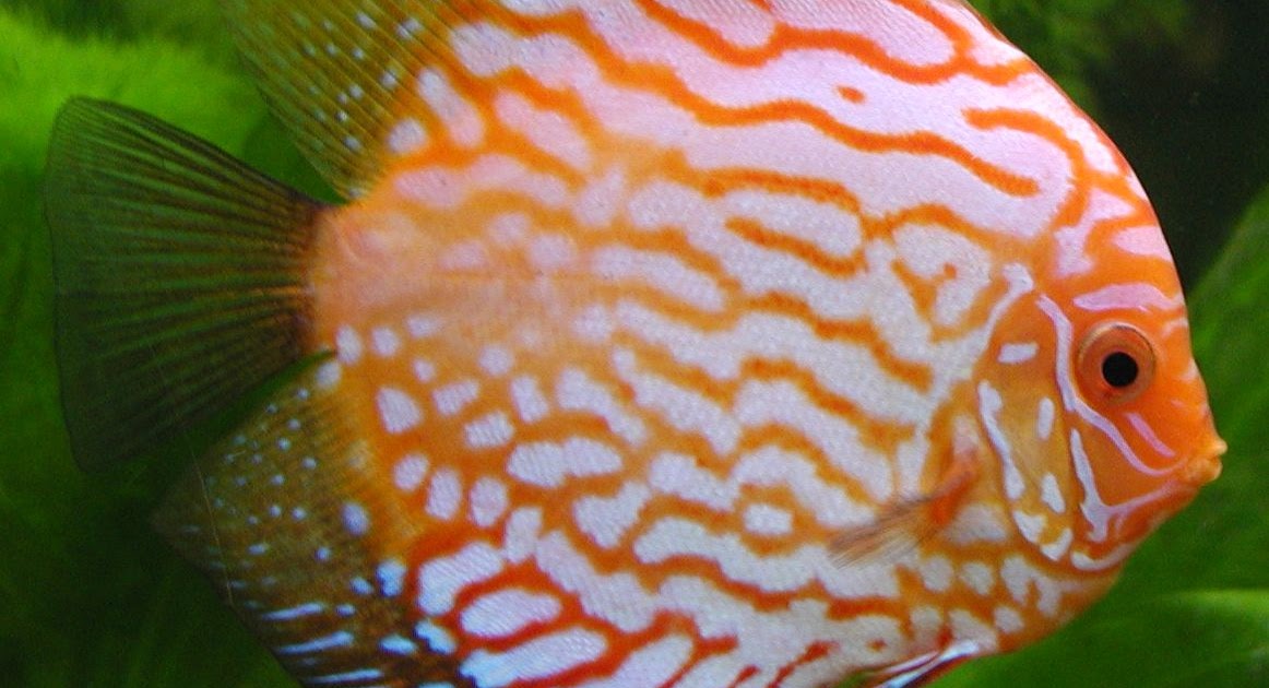 Discus Fish Info and Photos The Wildlife