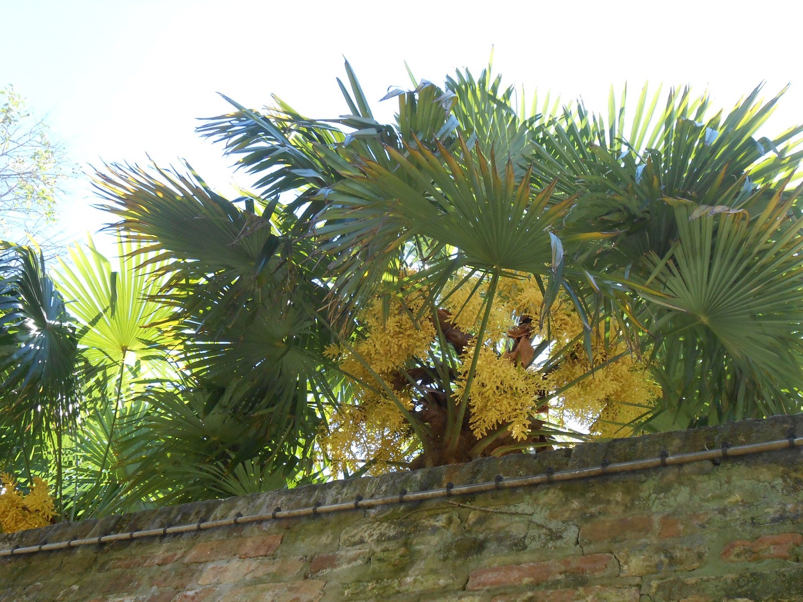 Le palme fioriscono a Venezia - Flowering palm trees in Venice