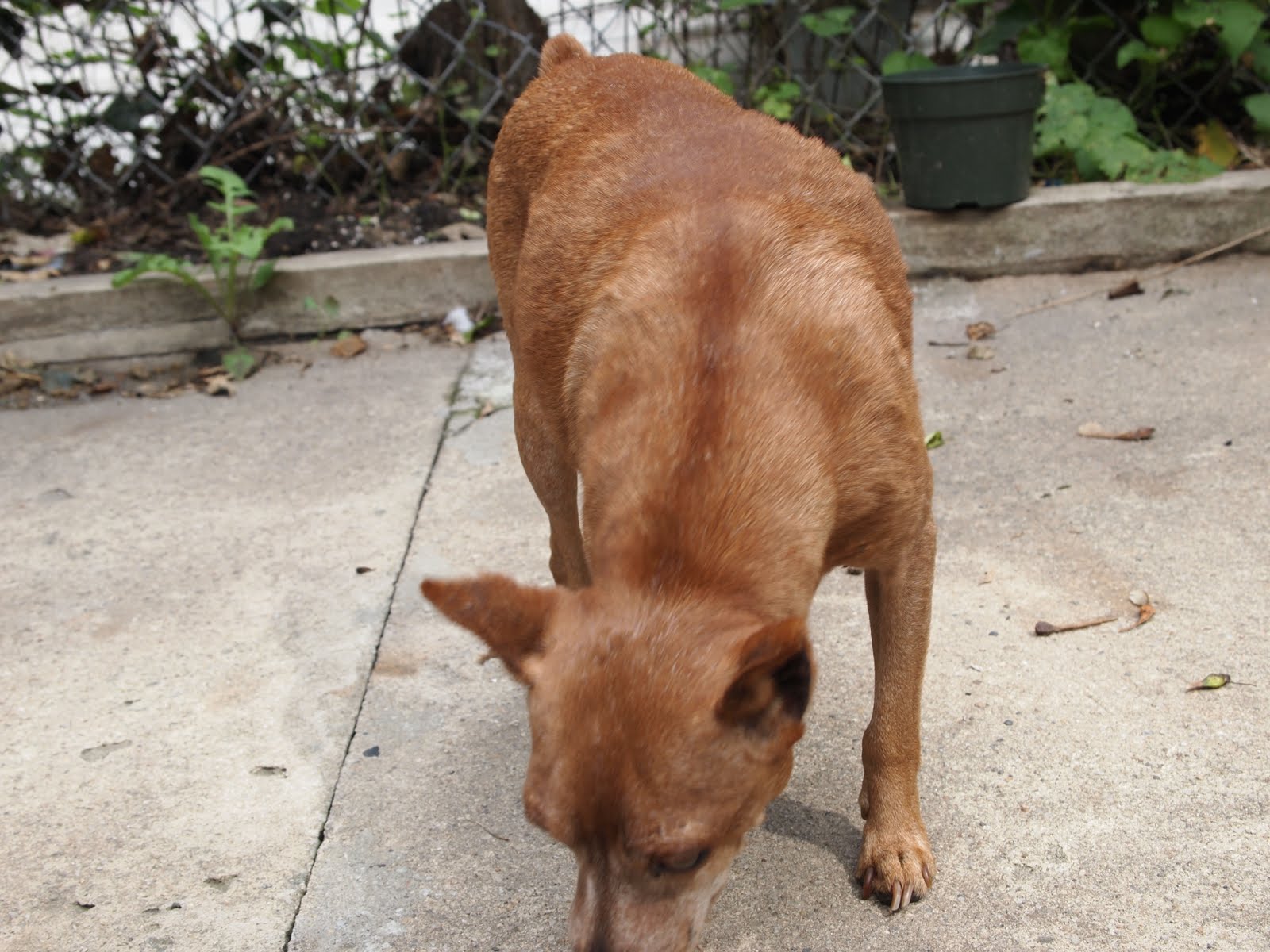 Mange Treatment How I Cured My Dog From Mange and Mites 8. MY DOG