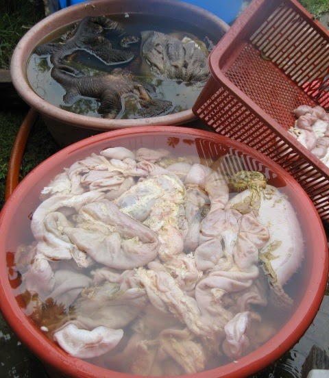 Muhh Kita Explore Mengapur Perut Lembu