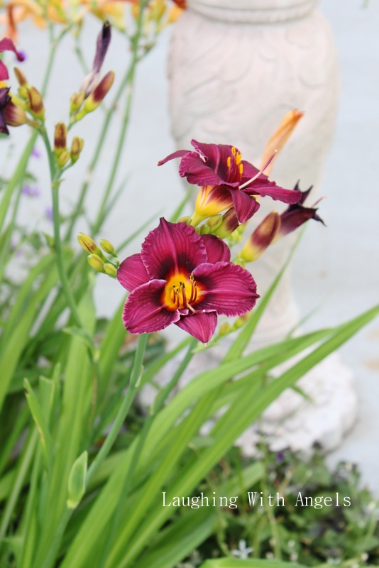 Grace Gardens MidJuly garden