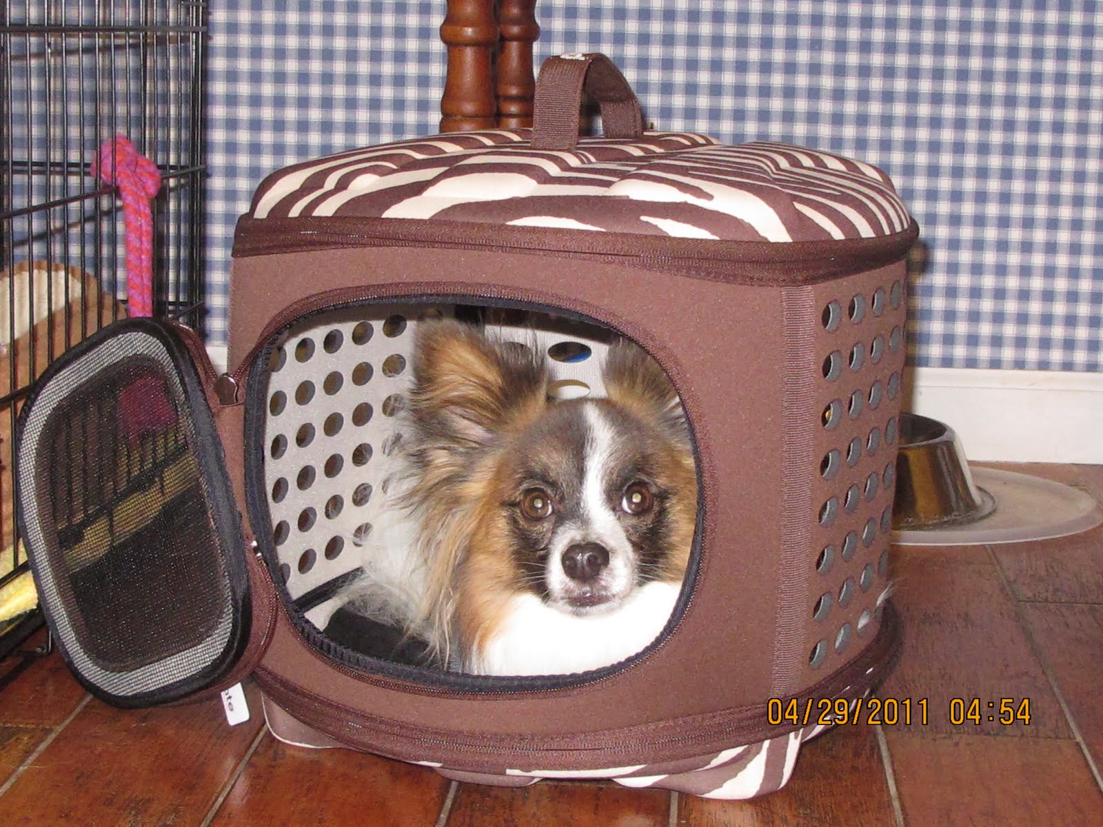 petmate curvations