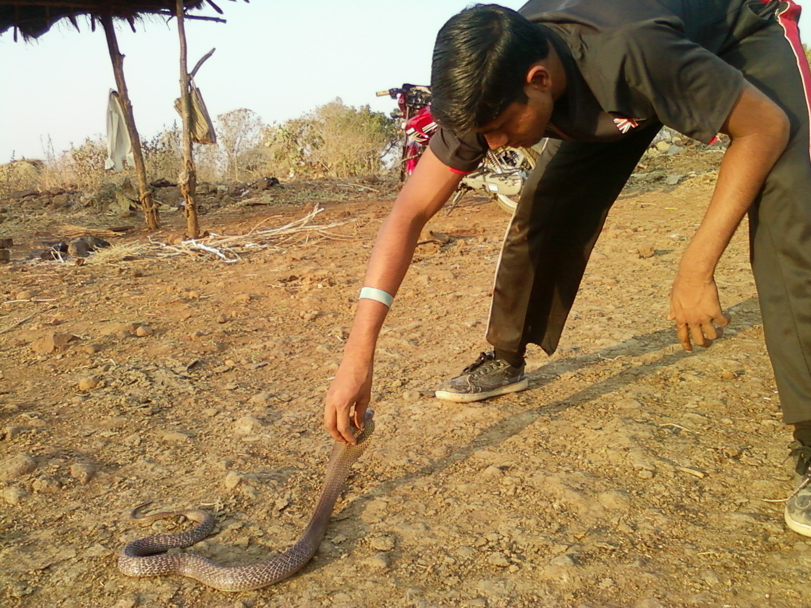 INDIAN COBRA