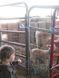 Lil Jeffery & the lambs