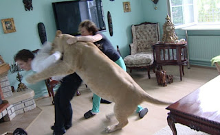 ΣΟΚ:Λιοντάρι τον έφαγε μπροστά στην μάνα του! ΒΙΝΤΕΟ