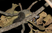 A lesser Galago bush baby (jhsdfu)