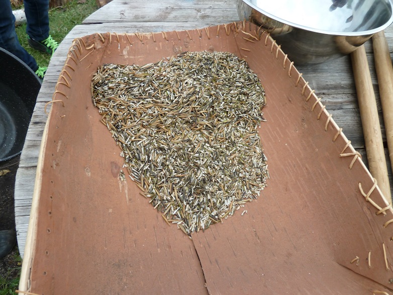 Farms Forests Foods From Ghana's Grasscutters to Indigenous Wild Rice