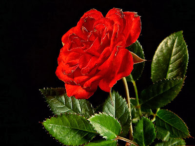 Nice red rose